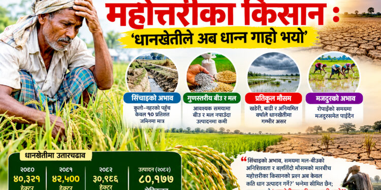 सिँचाइ, मल र मौसमको मारमा महोत्तरीका किसानः धानखेतीले अब किसानको खर्च नै धान्नै मुस्किल