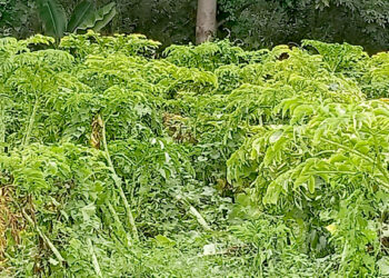 महोत्तरीका किसान ओल खन्न व्यस्त