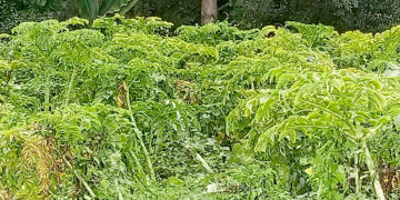 महोत्तरीका किसान ओल खन्न व्यस्त
