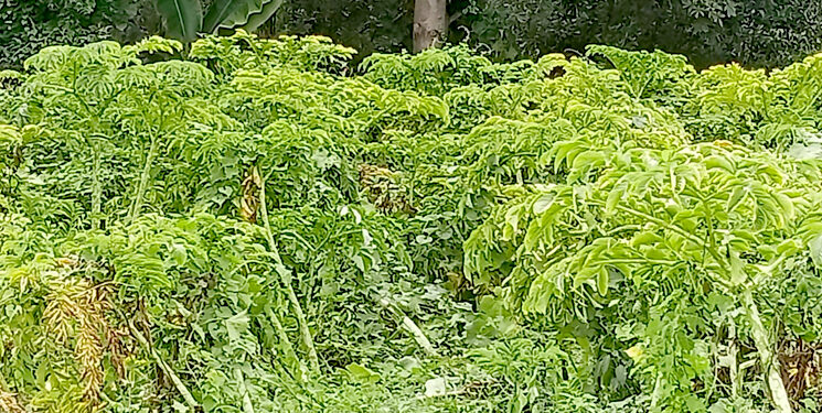 महोत्तरीका किसान ओल खन्न व्यस्त